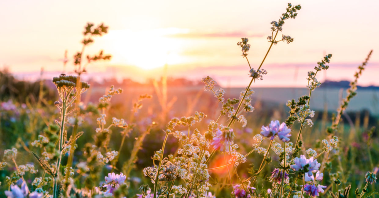 Wildflowers in a meadow at sunset. Wildflowers in a meadow at sunset.
