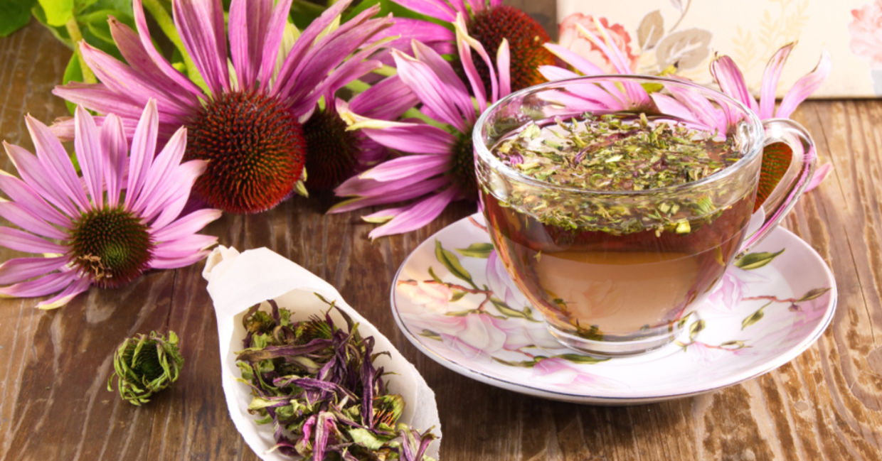 Echinacea flowers and tea. Echinacea flowers and tea.