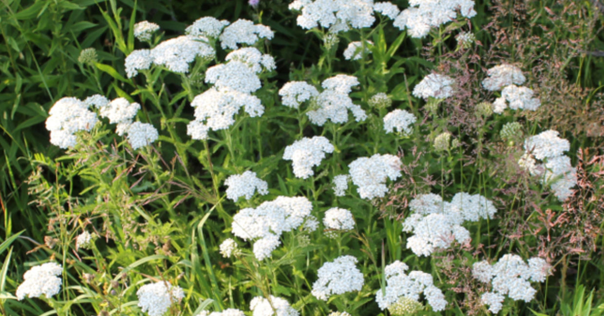 Yarrow growing wild in a field. Yarrow growing wild in a field.