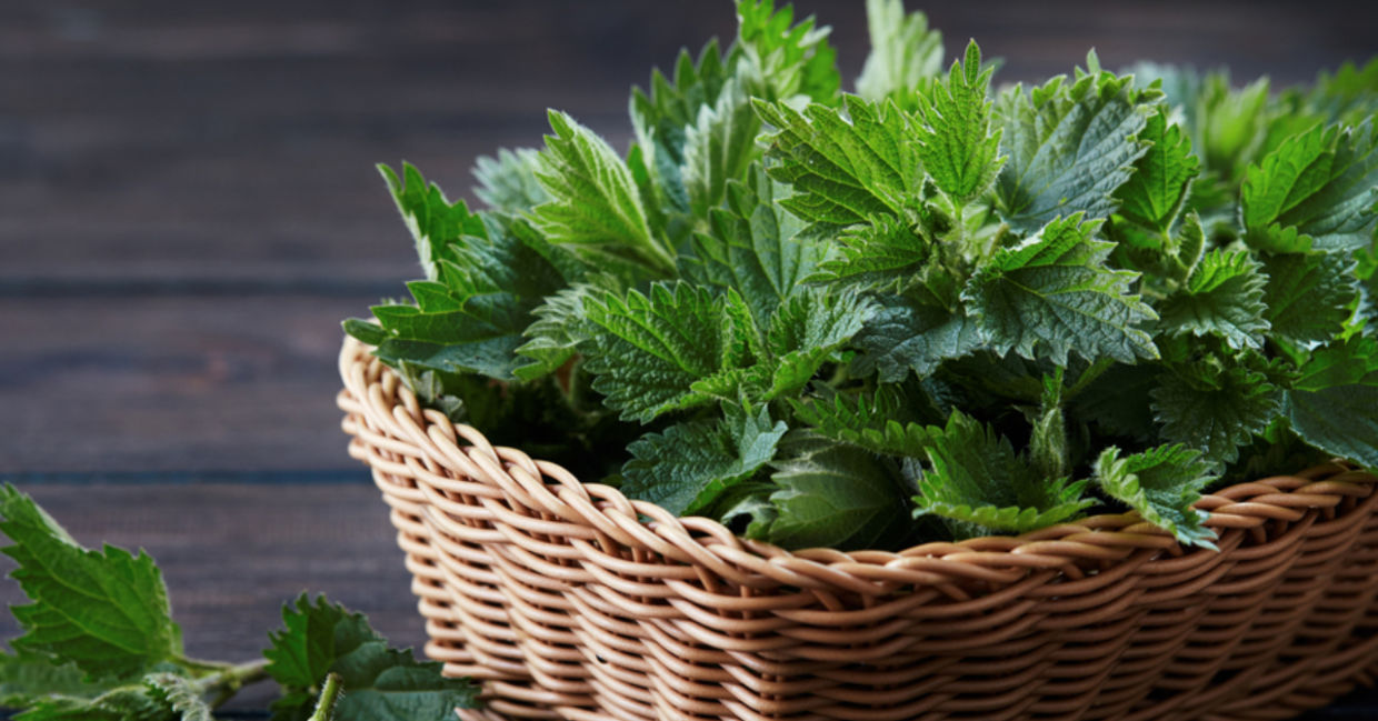 A basket of freshly picked stinging nettle. A basket of freshly picked stinging nettle.