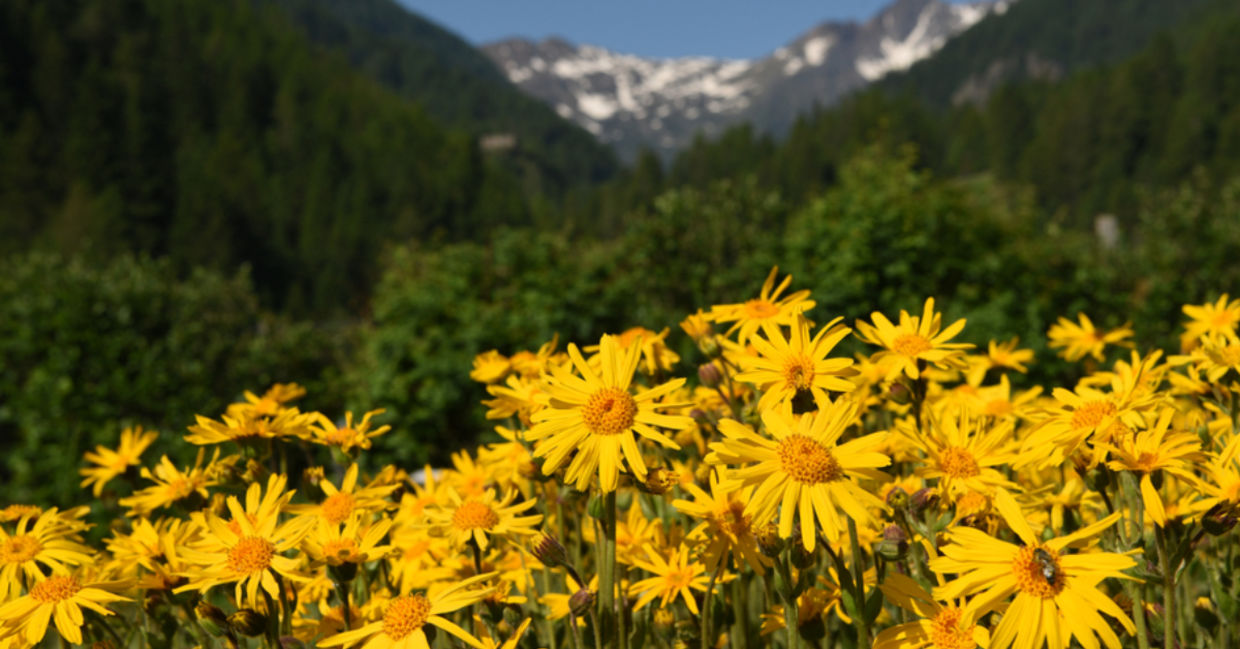 Arnica growing in a mountain meadow. Arnica growing in a mountain meadow.