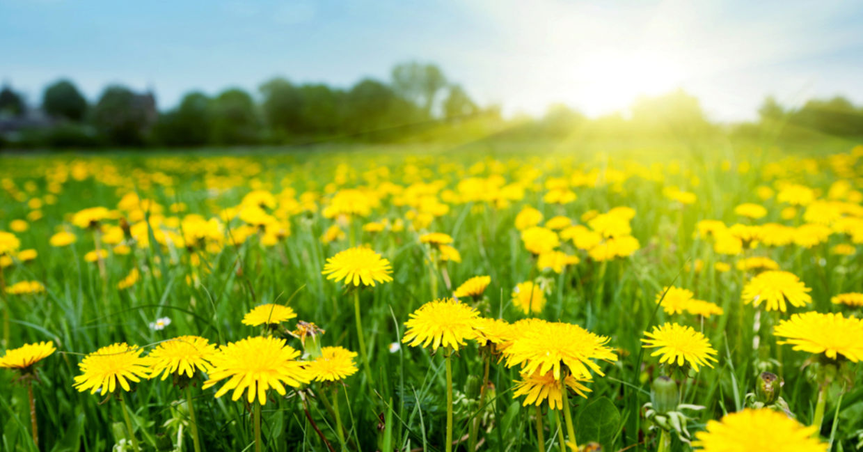 A spring field of dandelions. A spring field of dandelions.