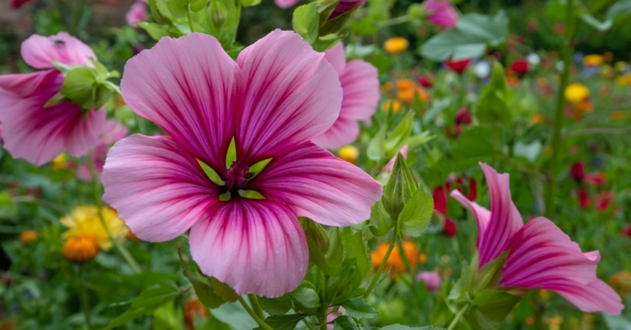 Magenta-colored mallow grows in a garden of wildflowers. Magenta-colored mallow grows in a garden of wildflowers.