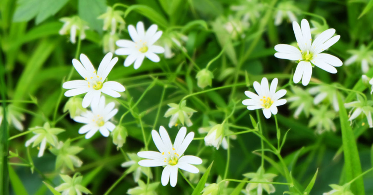 Chickweed growing in a forest. Chickweed growing in a forest.