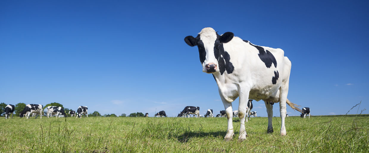 A Dairy cow grazing. A Dairy cow grazing.