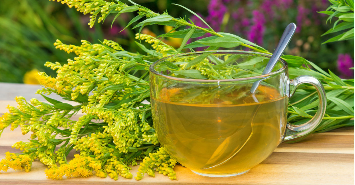 Brew some goldenrod tea for health benefits. Brew some goldenrod tea for health benefits.