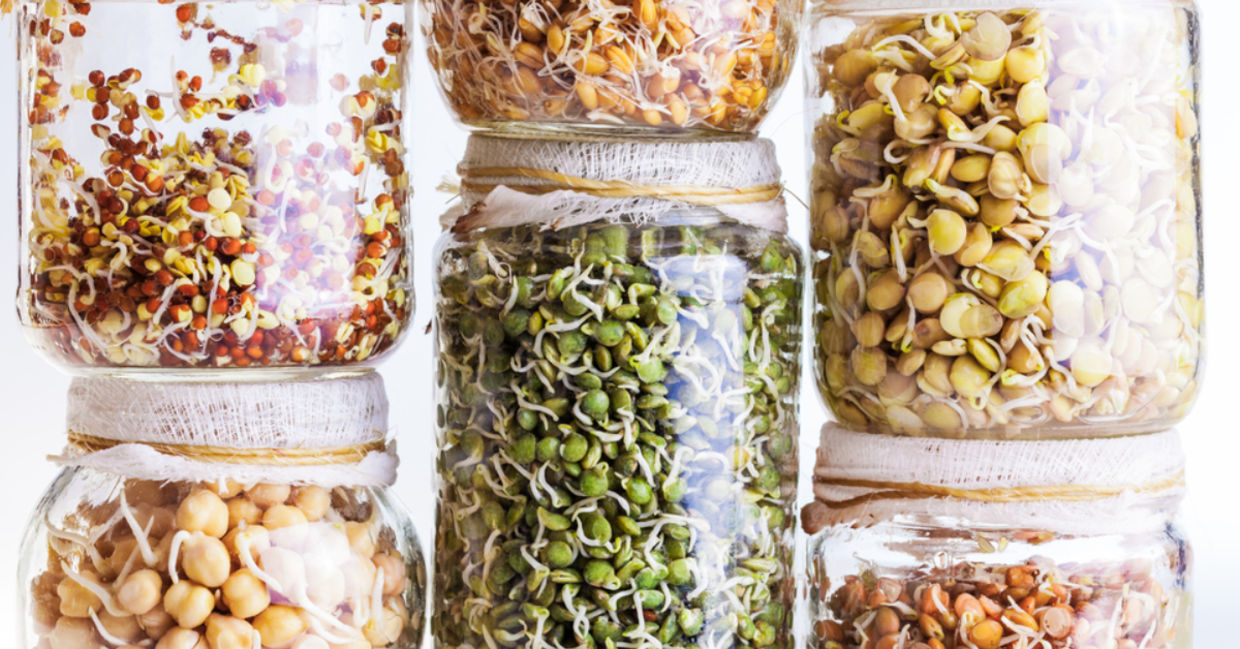 A selection of seeds sprouting in a jar. A selection of seeds sprouting in a jar.