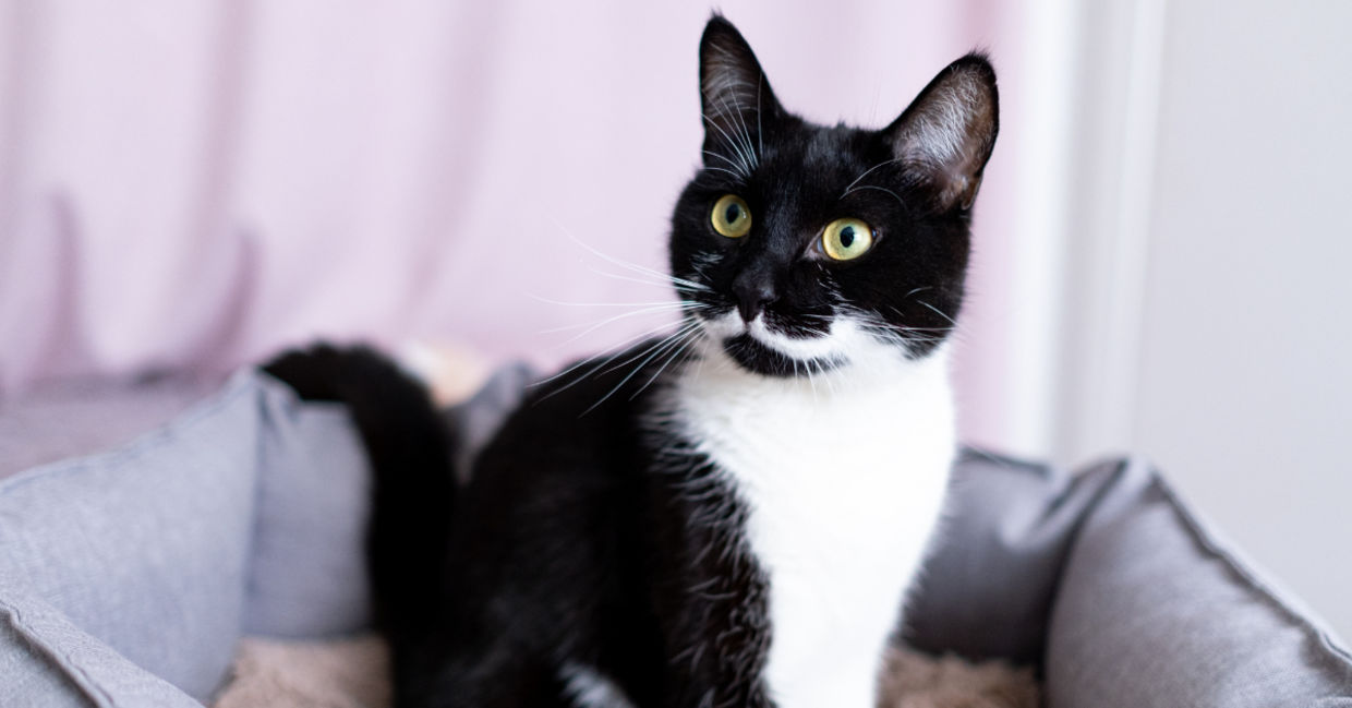 Find your purrfect match at the cat cafe. Find your purrfect match at the cat cafe.
