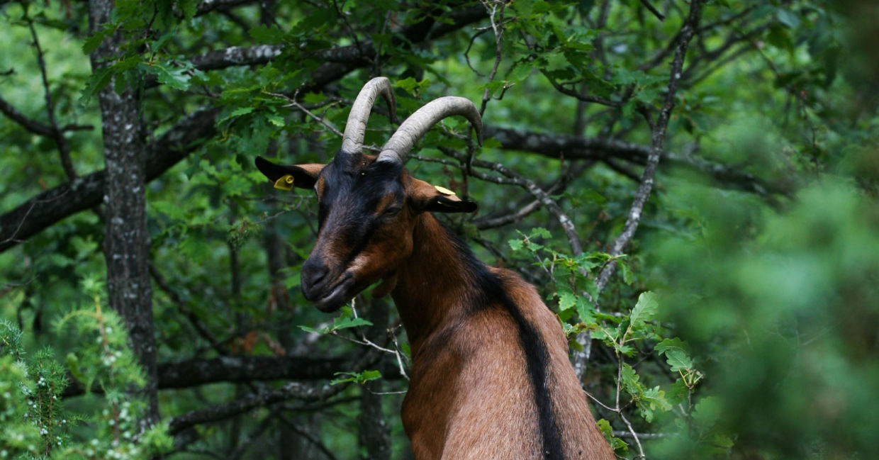 A goat eating leaves in the forest A goat eating leaves in the forest