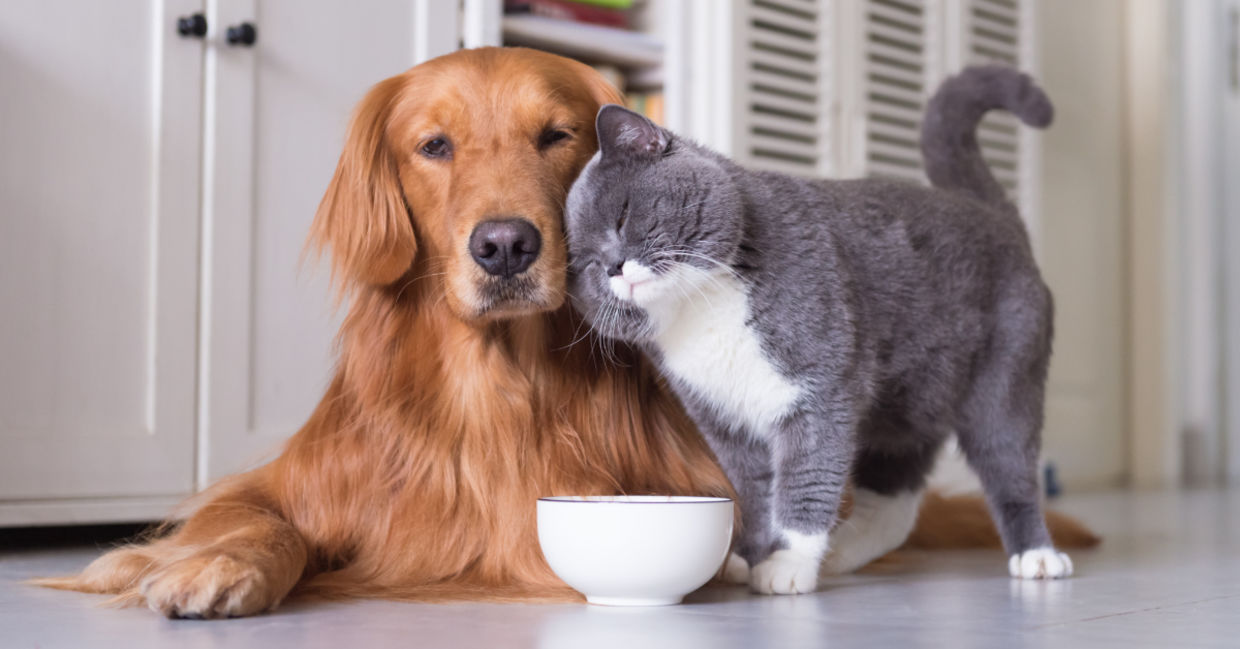 There's a lot to be learned from your pets. There's a lot to be learned from your pets.
