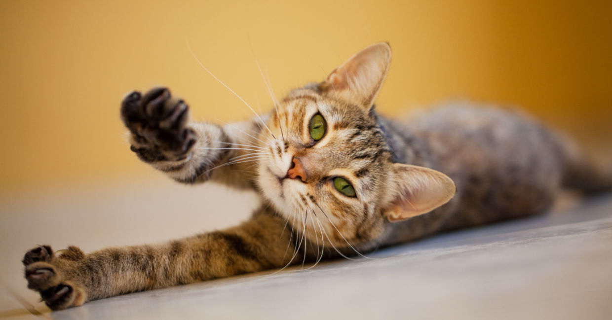 Get your morning stretches in. Get your morning stretches in.