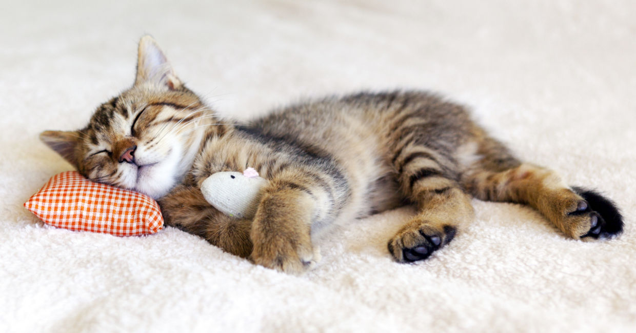 Cat naps are good for you. Cat naps are good for you.