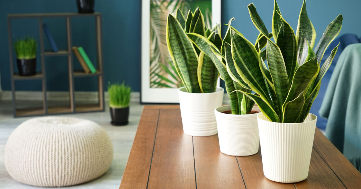 Snake plants can clean the air of harmful chemicals. Snake plants can clean the air of harmful chemicals.