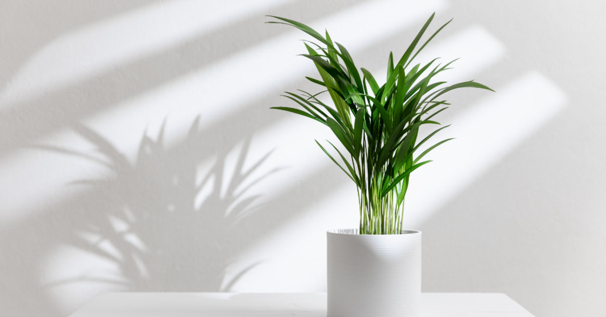 Palm plants can clean the air in your home. Palm plants can clean the air in your home.