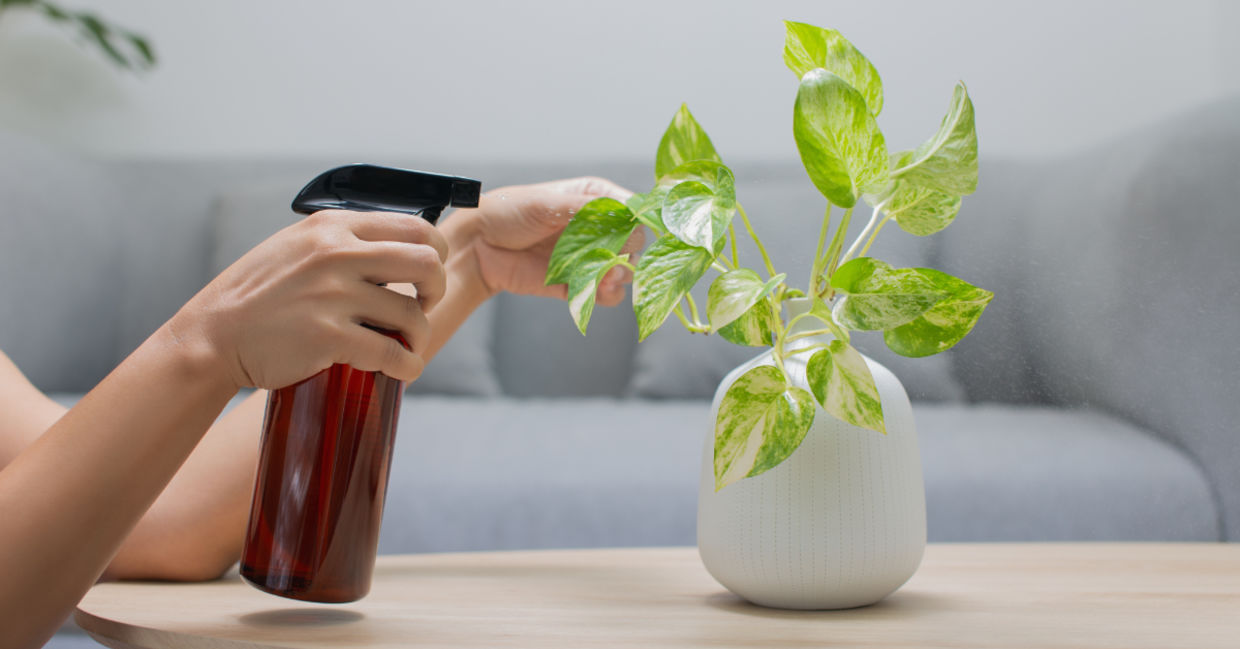 The money plant must be watered frequently. The money plant must be watered frequently.