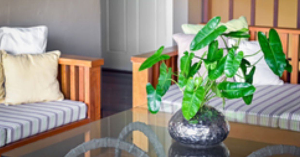 Philodendrons remove toxins from indoor air. Philodendrons remove toxins from indoor air.