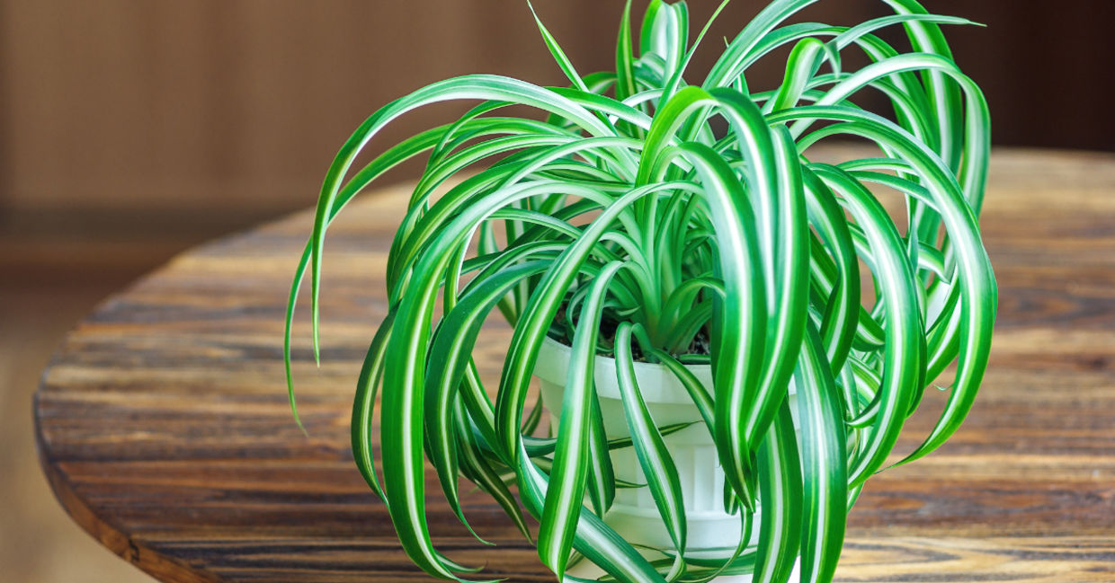 Spider plants clean indoor air from pollutants. Spider plants clean indoor air from pollutants.