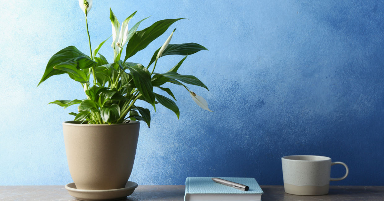 Use the peace lily to beautify and clean your home. Use the peace lily to beautify and clean your home.