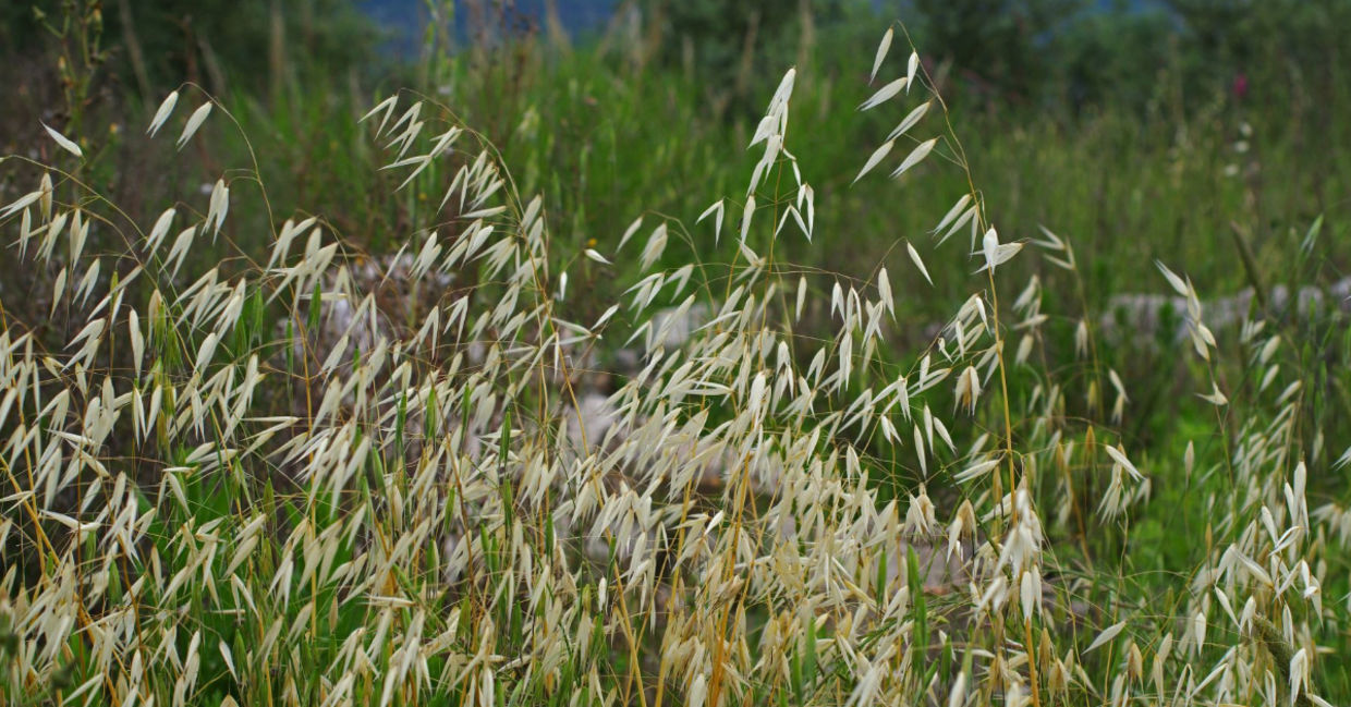 Wild oats can be used as a herbal remedy. Wild oats can be used as a herbal remedy.