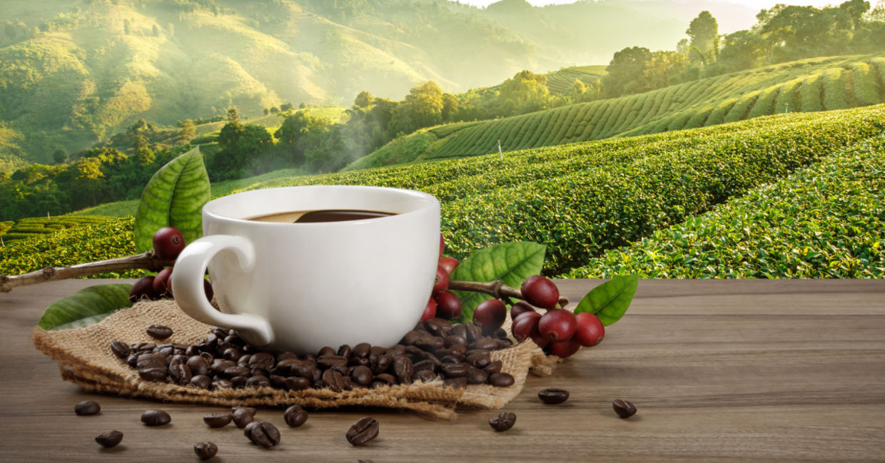 The best coffee is freshly ground dark-roast. The best coffee is freshly ground dark-roast.