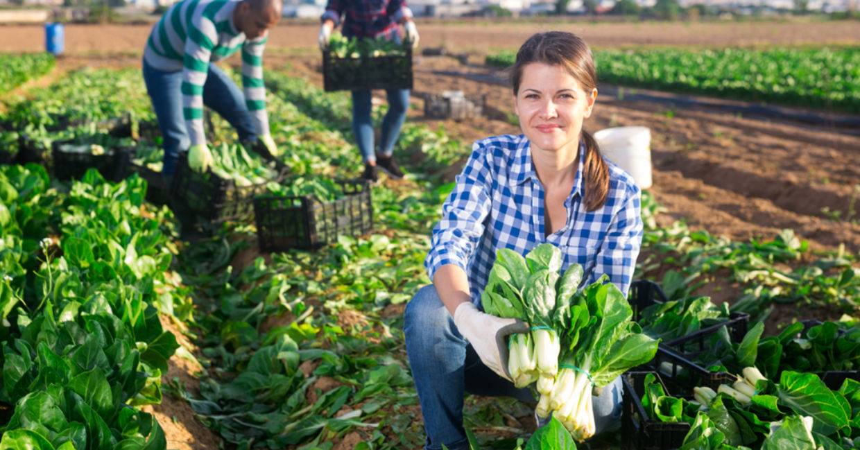 A team of volunteers glean fresh chard from the field. A team of volunteers glean fresh chard from the field.