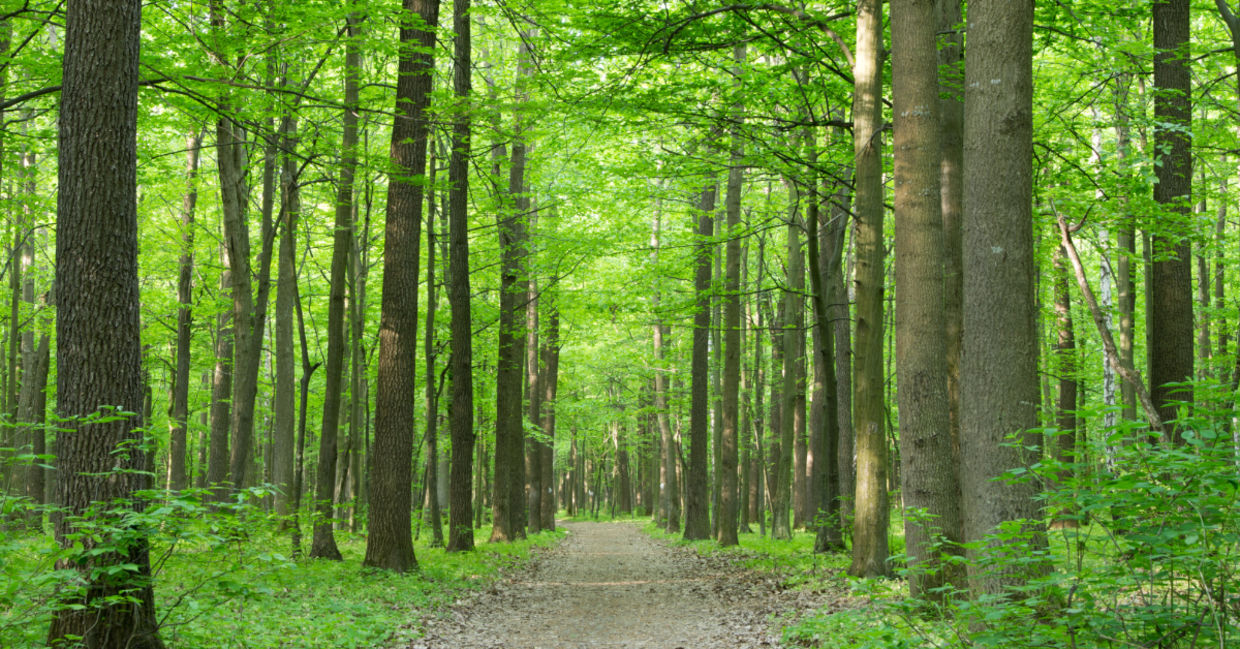 Forest trees.