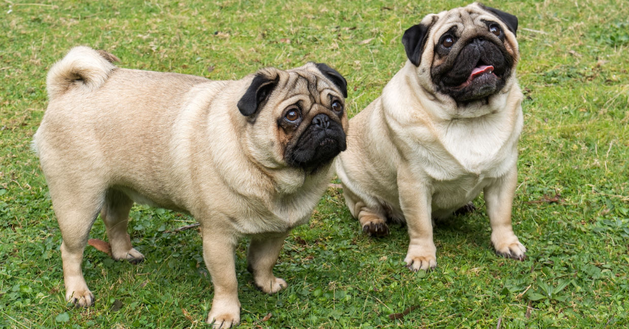 Two Cute Puppies. Two Cute Puppies.