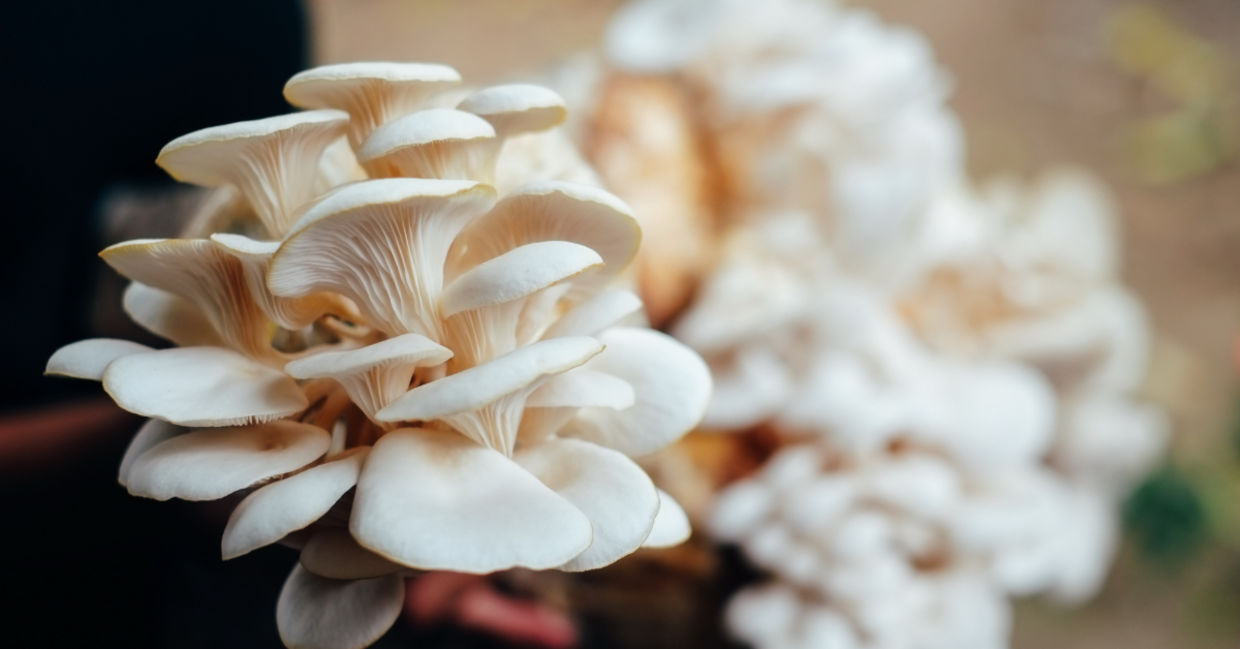 Mushrooms.