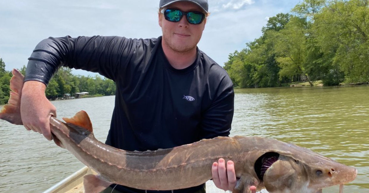 A mature lake sturgeon found in Georgia's Coosa River. A mature lake sturgeon found in Georgia's Coosa River.