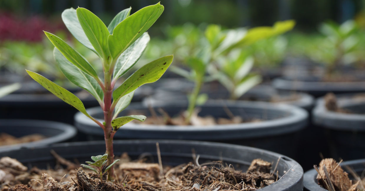 Tree seedlings.