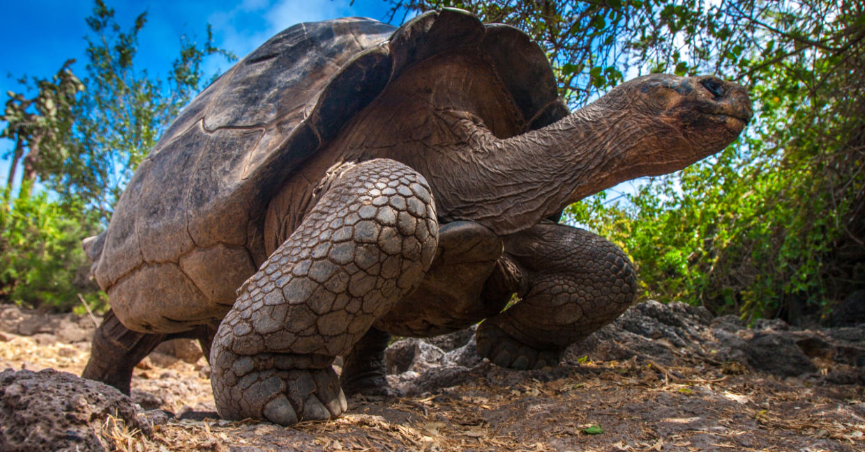 Galapagos Tortoise. Galapagos Tortoise.