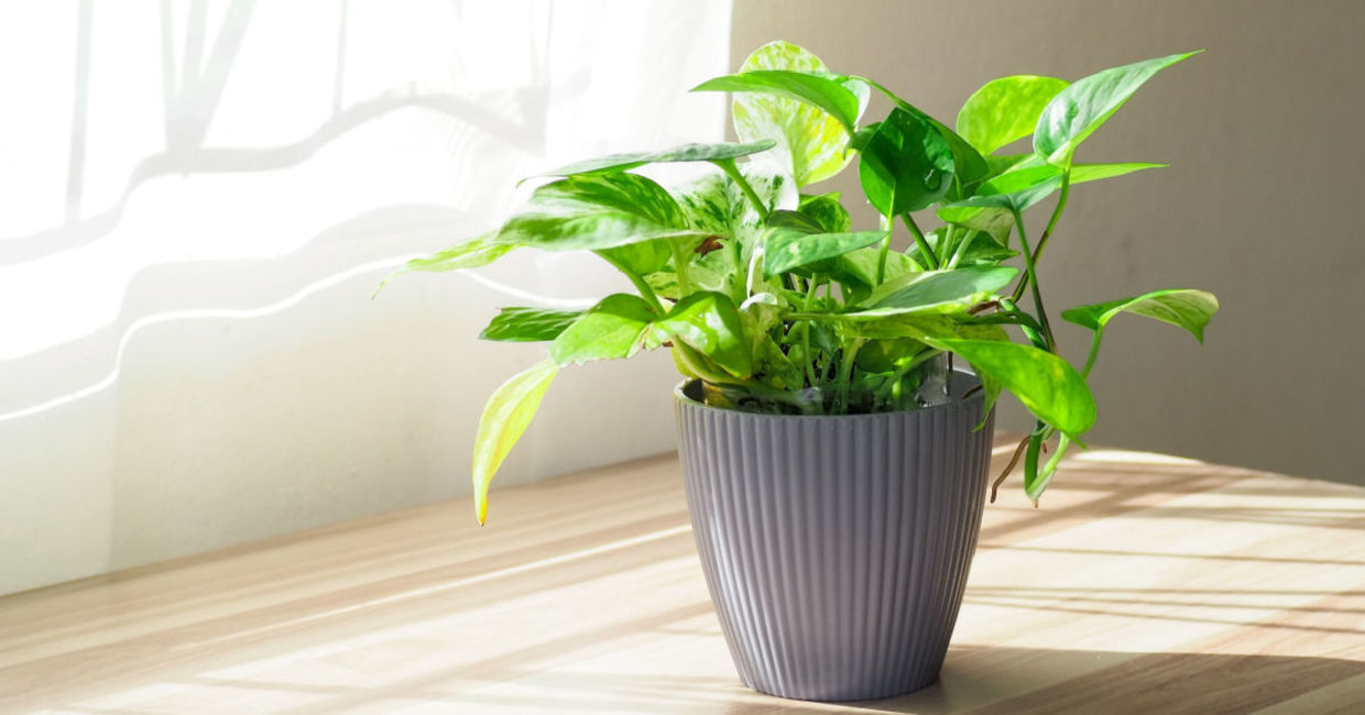 This golden pothos plant helps to clean indoor air, This golden pothos plant helps to clean indoor air,