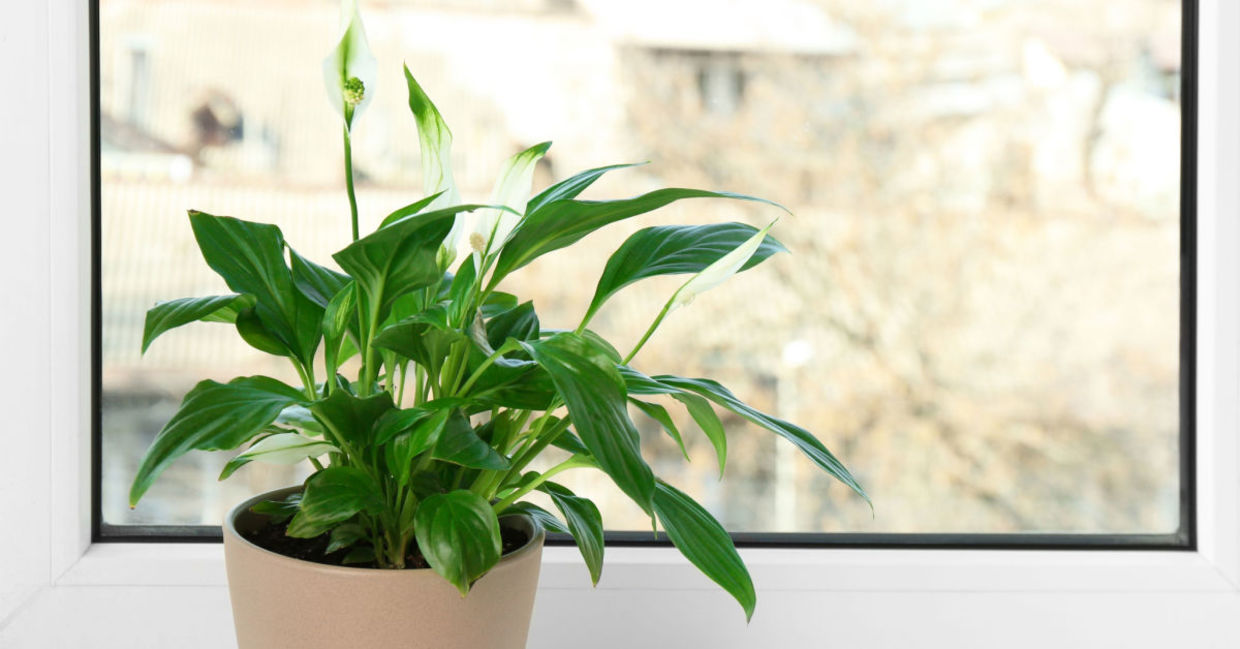 The peace lily can increase the humidity in your bedroom. The peace lily can increase the humidity in your bedroom.