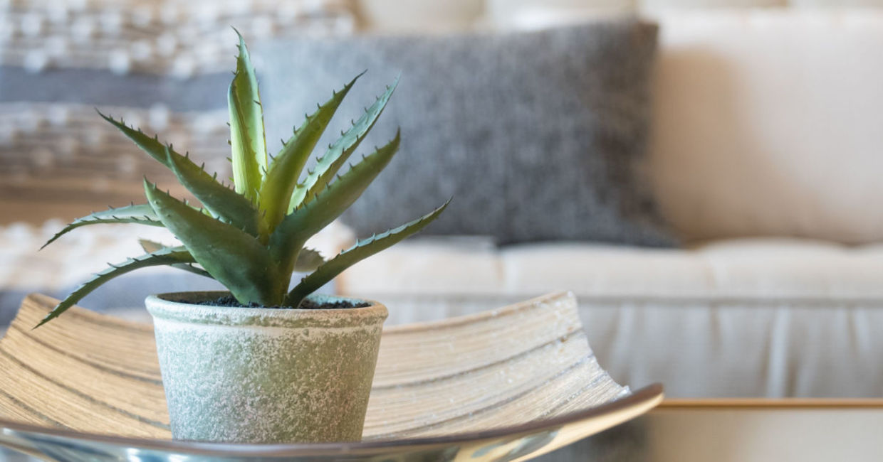 This healing plant is also good for sleep. This healing plant is also good for sleep.