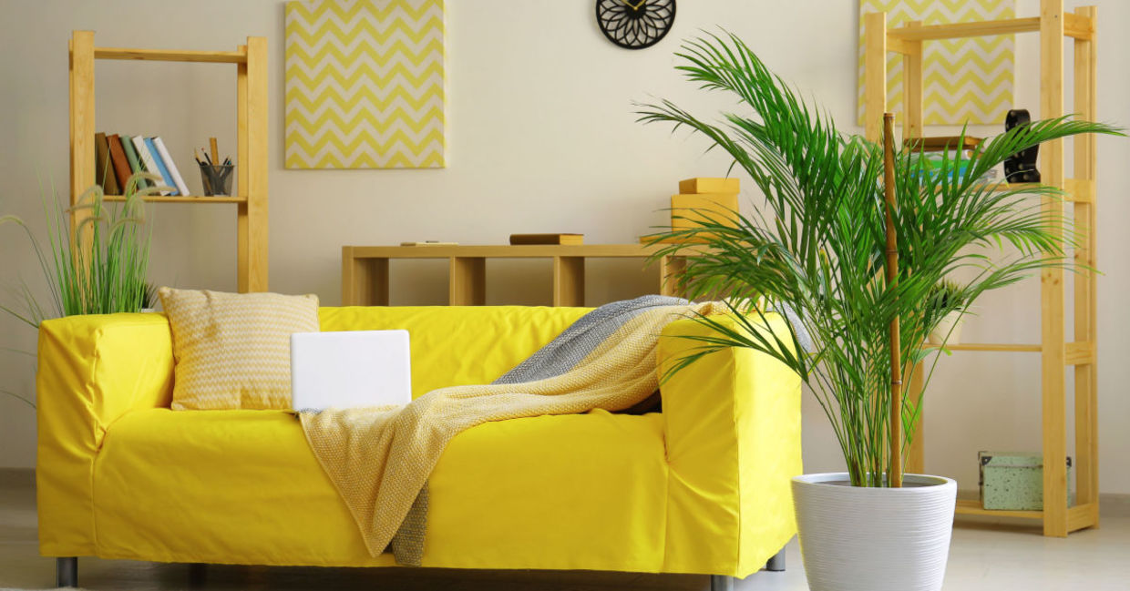 One of the best air purifying houseplants. One of the best air purifying houseplants.