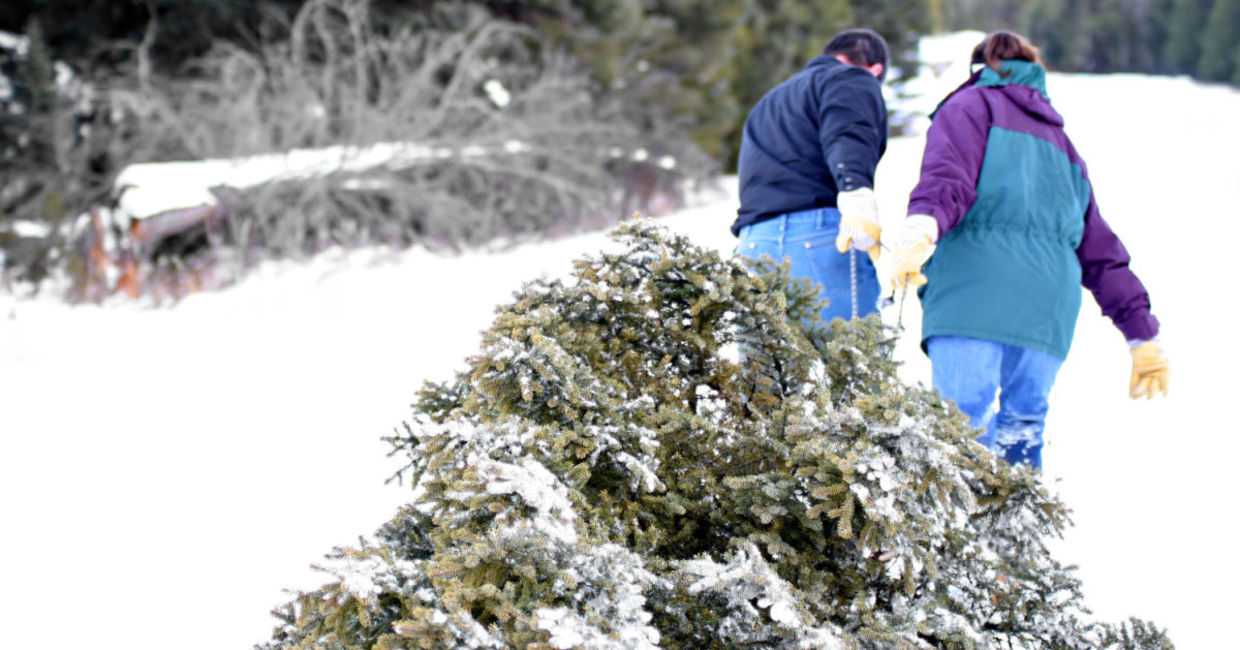 Bringing home the Christmas tree. Bringing home the Christmas tree.