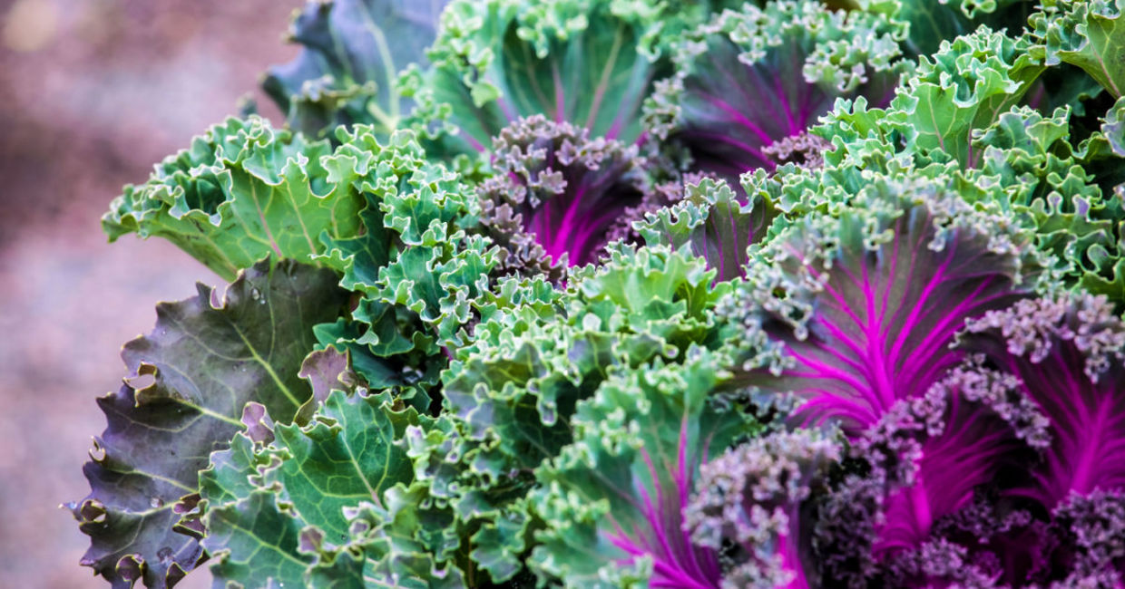 Kale leaves are purple and green. Kale leaves are purple and green.
