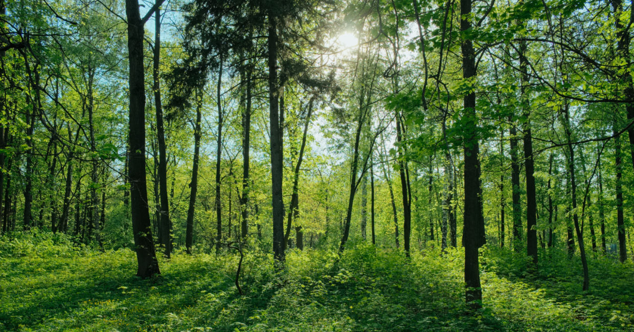A beautiful forest.