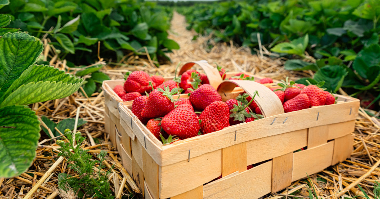 Fresh strawberries. Fresh strawberries.