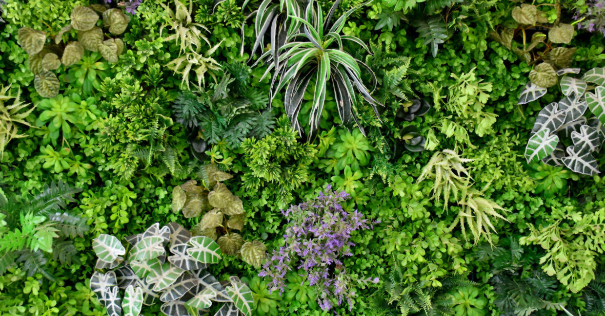 Plants. Plants.