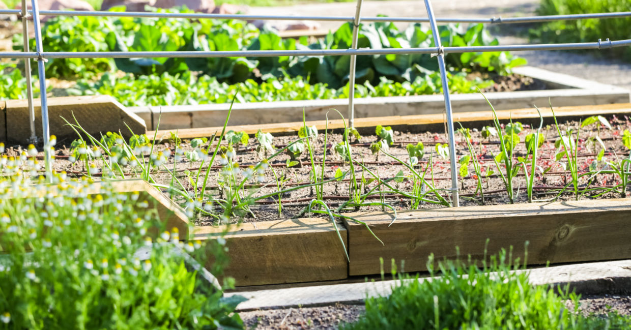 Vegetable garden.