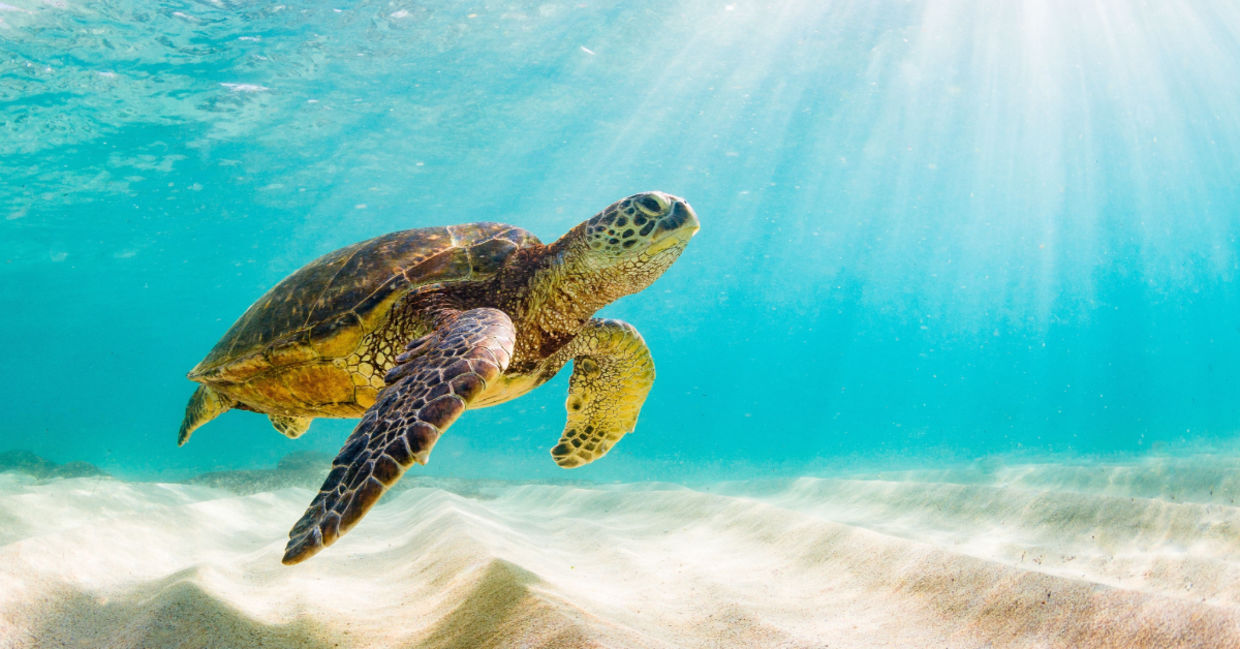 Sea turtle. Sea turtle.