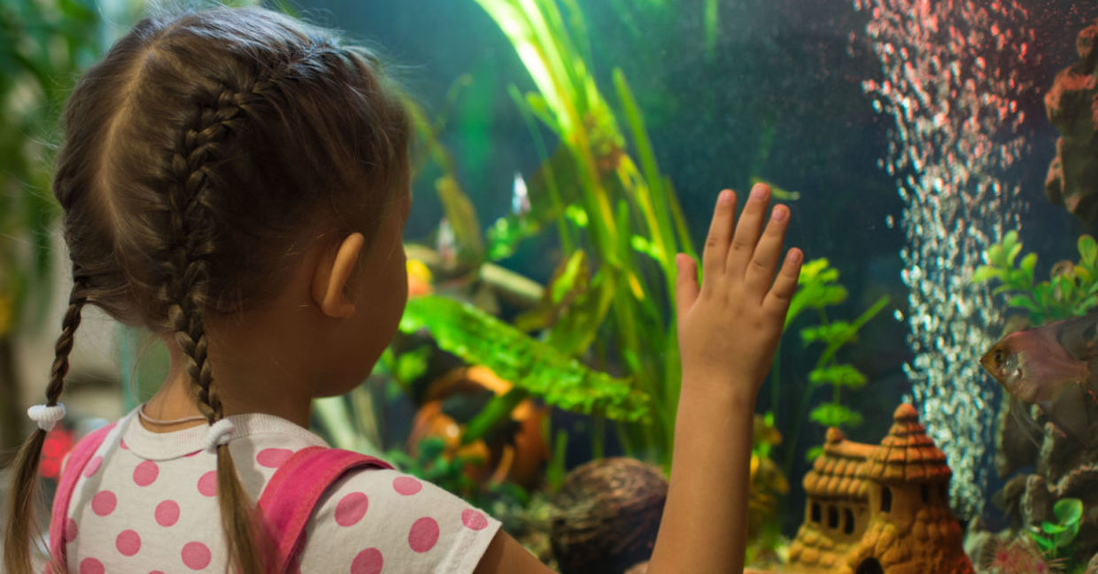 Girl watching fish swim in a home aquarium. Girl watching fish swim in a home aquarium.