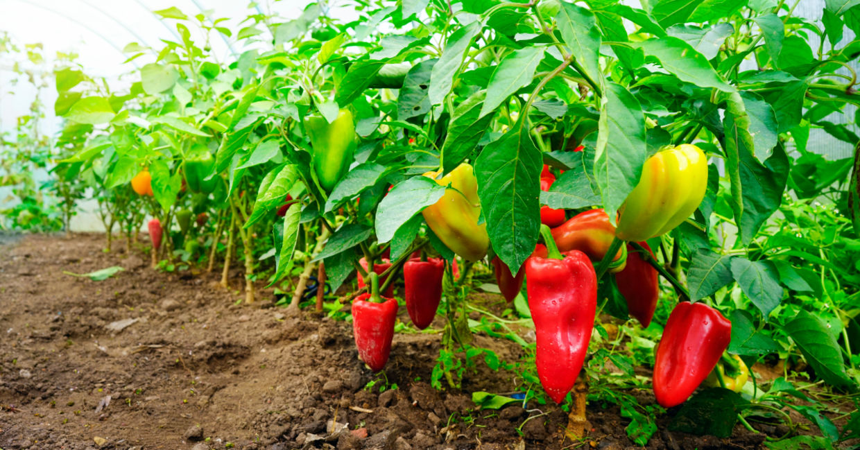 Sweet peppers.