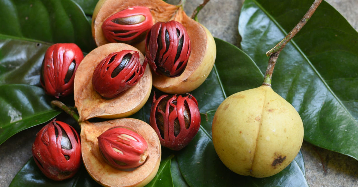 Nutmeg seeds are used whole or ground into a powder. Nutmeg seeds are used whole or ground into a powder.