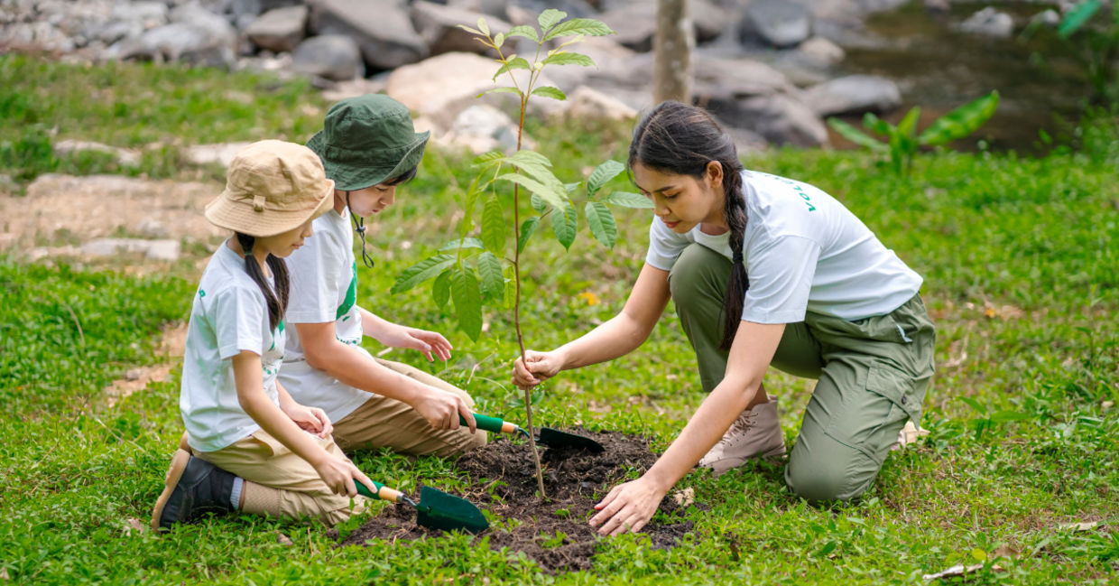 Reforestation. Reforestation.