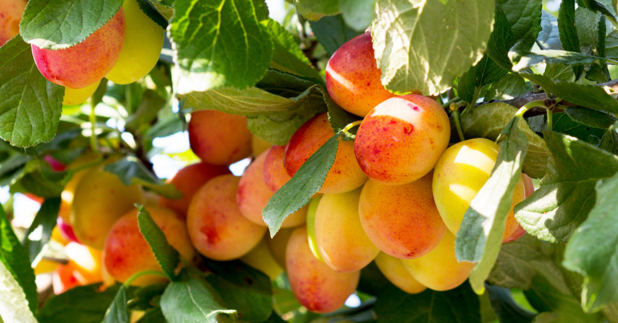 Plum tree.