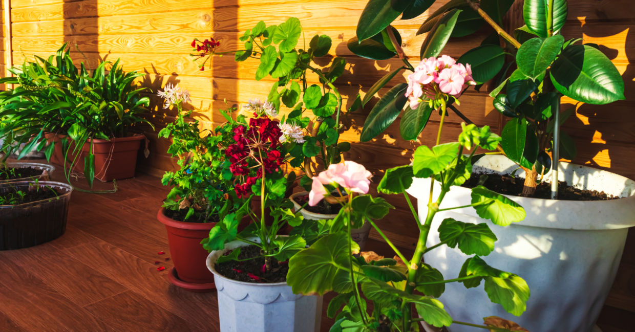 Beautiful plants.