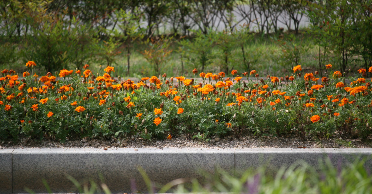 Flowers in the park. Flowers in the park.