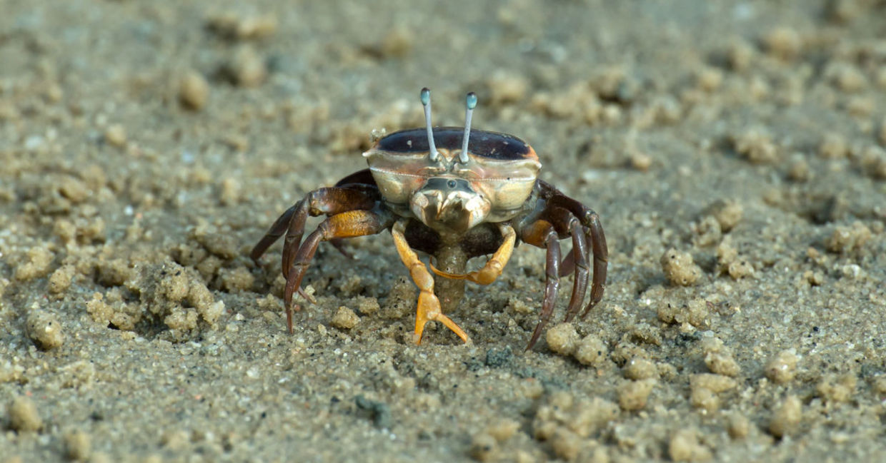 the inspiration for the new vision system came from the fiddler crab. the inspiration for the new vision system came from the fiddler crab.